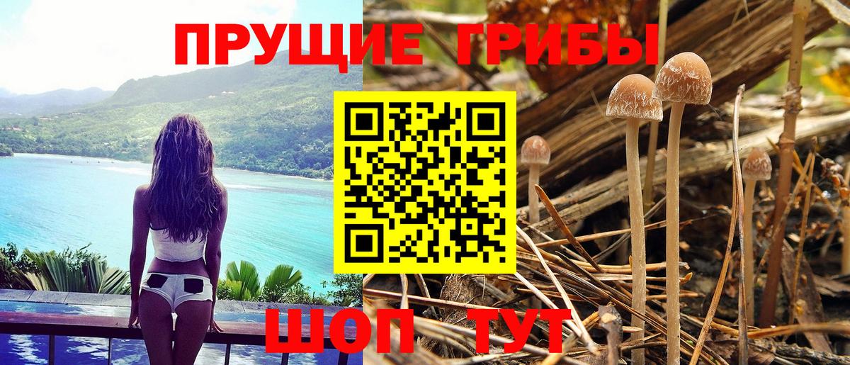 Электрогорск  Псилоцибиновые грибы Psilocybine cubensis  Псилоцибиновые грибы Psilocybe  Вход с VPN 